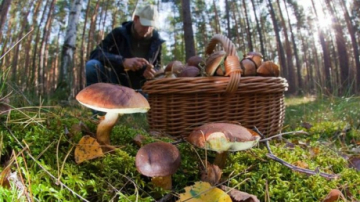 Грибы в Молдове в этом году несут в себе большую опасность