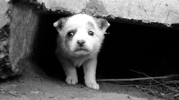 Стартовала кампания "Молдова без жестокости"