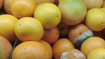 В Кишиневе продают апельсины с плесенью