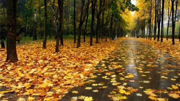 Продлен "желтый код" в связи с сильным ветром