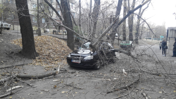 В Кишиневе сильный ветер повалил десятки деревьев