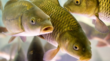 У рыб нашли признаки сознания