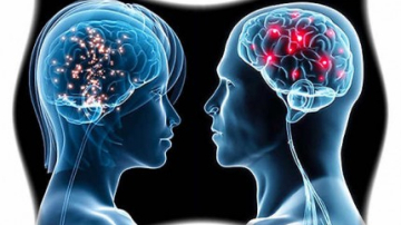 Ученые: Мозг женщины и мозг мужчины в целом не отличаются друг от друга