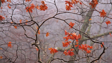 Мягкая погода сохранится в Молдове еще несколько дней