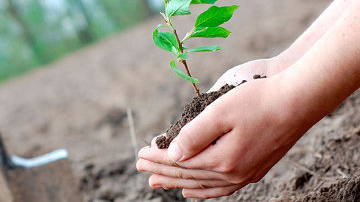 În capitală au fost plantați peste 600 de arbori