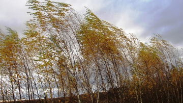 Синоптики предупреждают об усилении ветра