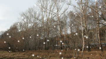 Зима по-молдавски: синоптики не ждут снега до Нового года