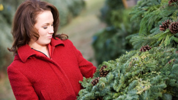 Стоимость рождественских елей не изменилась