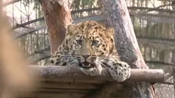 Как проходит зима в молдавском зоопарке