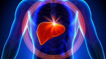 Печень – когда щит нуждается в дополнительной защите