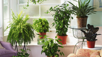 8 motive pentru care ar trebui sa-ti iei plante de apartament