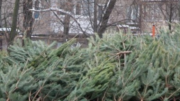 Рождественские елки в столице собирают на переработку