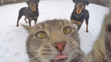 Un motan din Australia a învăţat să-şi facă singur poze (Foto)