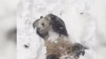 Зоопарк в Вашингтоне показал видео купающейся в снегу панды