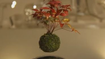 Летающее дерево - новое изобретение японцев