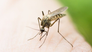 ВОЗ: вирус Зика может добраться до Молдовы