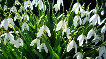 В Молдове началась охота за краснокнижными подснежниками