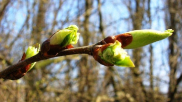 По прогнозам синоптиков, последняя неделя зимы в Молдове будет теплой