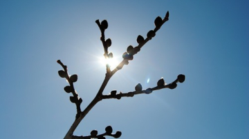 23 февраля в Кишиневе будет до 15 градусов тепла