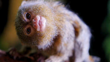 В кишиневском зоопарке на свет появился детёныш обезьяны-игрунки