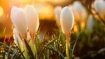 Прогноз погоды: в первой половине недели пройдут кратковременные дожди