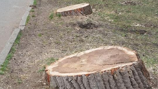 В парке Валя Морилор проходит вырубка сухих деревьев