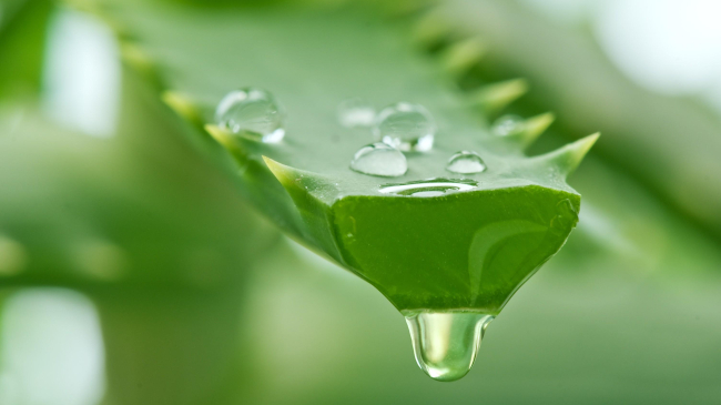 Aloe Vera: 10 beneficii pentru sănătatea ta