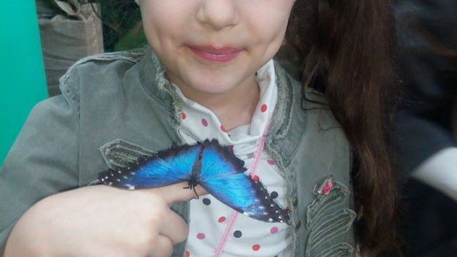 Fluturi tropicali vii pot fi admirați la Chișinău