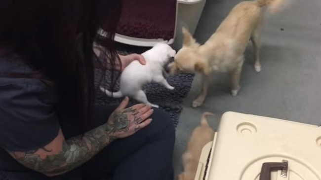 Vedeţi cât de bucuroasă poate fi o căţeluşă de reuniunea cu puii ei!