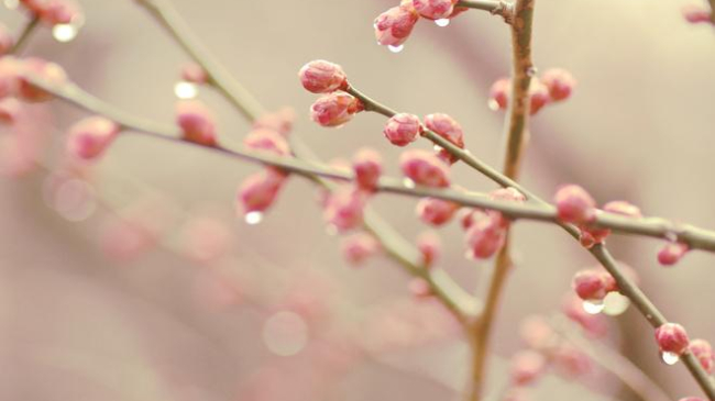 24 марта в Молдове будет до +10, ливни и ветер