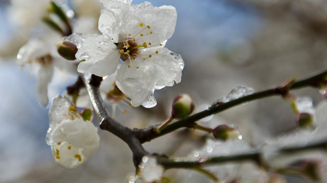 Минувшая ночь была холодной. Столбики термометров опустились до -5