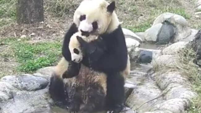 Мама-панда в Китае с трудом искупала детеныша