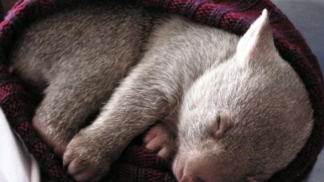 Появилась вакансия обнимателя детеныша вомбата