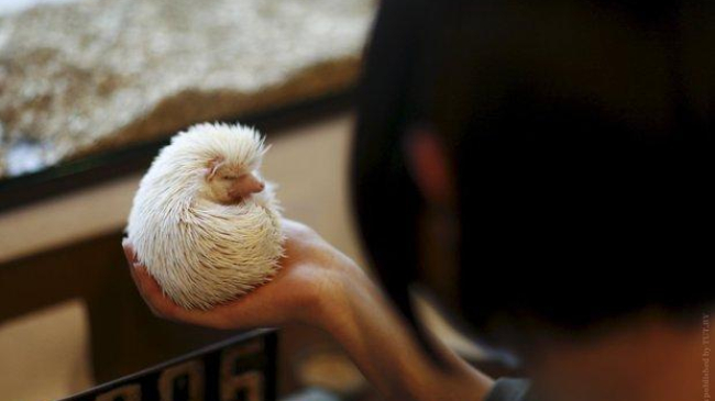 В Японии открылось кафе с ежиками