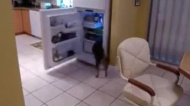 Acest cățel inventiv nu va rămâne niciodată flămând!