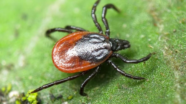 В Молдове раньше обычного активизировались клещи