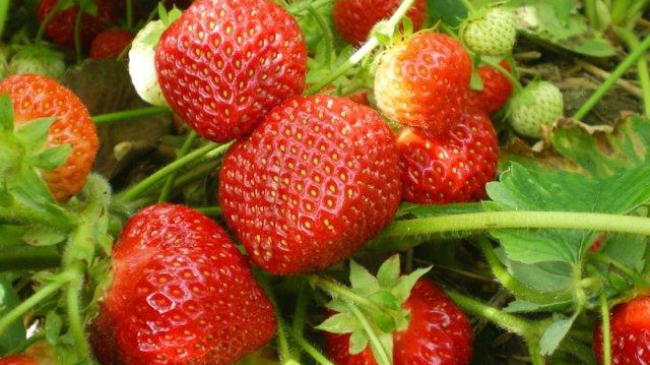 Fructele şi legumele moldoveneşti au apărut în piaţă. De ce sunt nemulţumiţi cumpărătorii