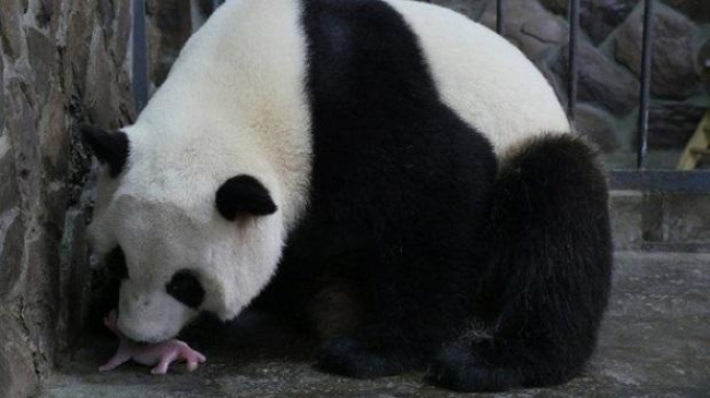 Появились фото первой родившейся в 2016 году панды
