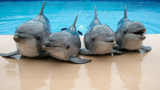 Экологи озабочены условиями содержания дельфинов в Кишиневе