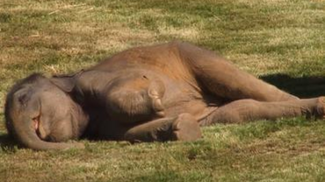 Слоненок-соня покорил интернет