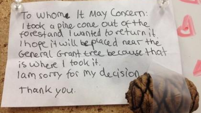 Вернувший шишку секвойи в парк мальчик стал звездой соцсетей