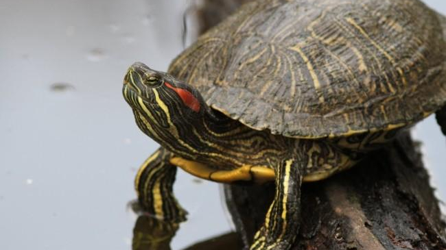 В Днестр выпустили 50 редких черепах