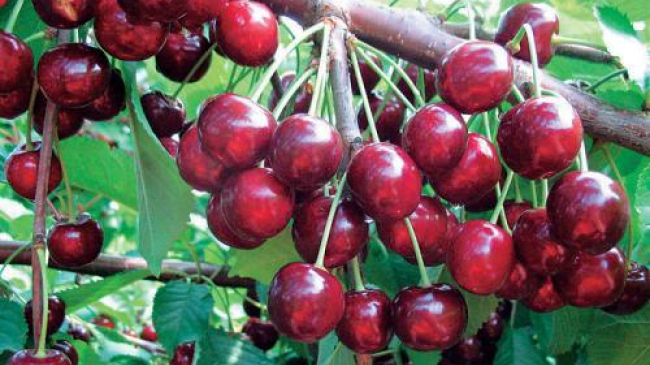 Черешня может стать дефицитом