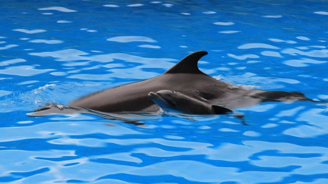 В Батуми дельфиненок родился во время шоу