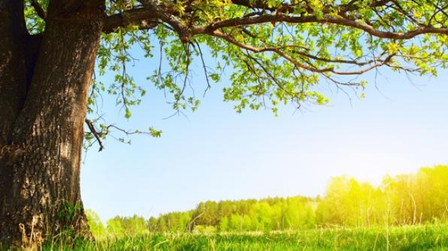 Неделя начнется с хорошей погоды