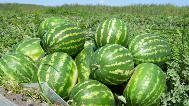В продаже появились первые молдавские арбузы