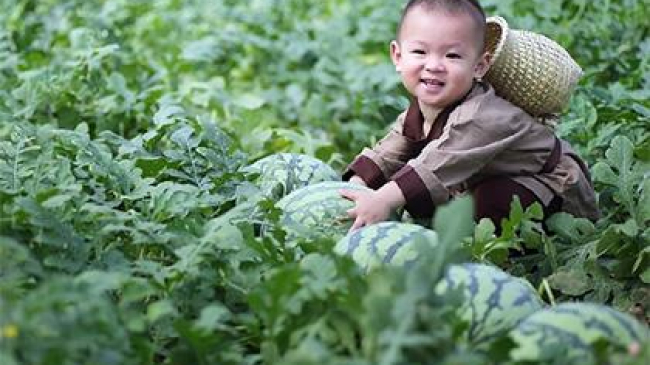 Помогающий отцу собирать арбузы малыш из Китая стал звездой соцсетей