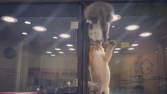 Nu există piedici pentru prietenia patrupedă!