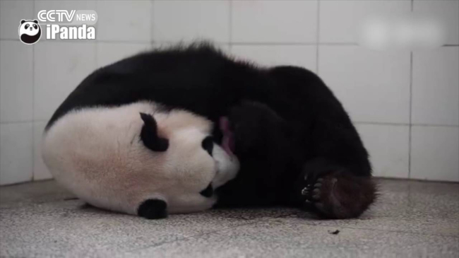 Видеозапись рождения панды в Китае стала интернет-хитом