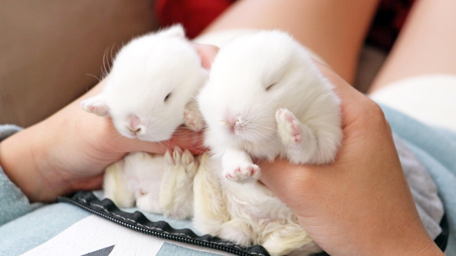 Niște iepurași drăgălași și o dimineață foarte somnoroasă!